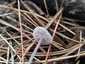 Retekszagú kígyógomba (Mycena pura), Pilis